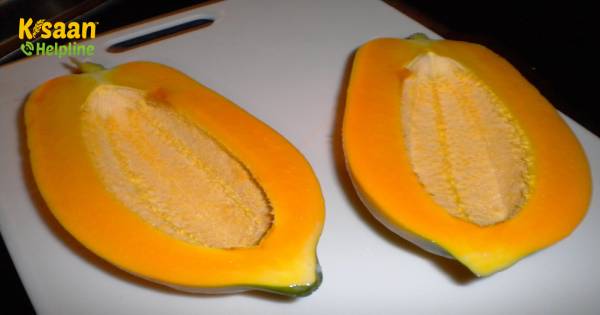 पपीते के अंदर कोई बीज नहीं - बीज के बिना पपीता का क्या मतलब है? पपीते के अंदर कोई बीज नहीं - बीज के बिना पपीता का क्या मतलब है?